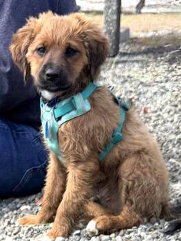 Spaniel Dogs Available for Adoption in Seattle, Washington - Boots | PetCurious