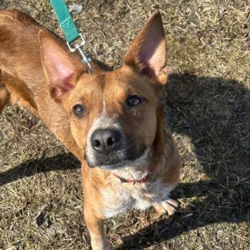 Australian Cattle Dog Blue Heeler and Cattle Dog Dogs Available for Adoption - Cliff | PetCurious