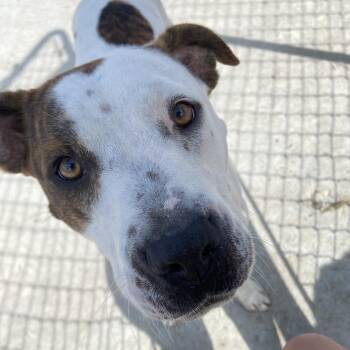 Pippi -  American Staffordshire Terrier Dog for Adoption in Hiawatha, Kansas - Pippi | PetCurious
