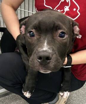 Baxian -  Mixed Breed Dog for Adoption in Munster, Indiana - Baxian | PetCurious