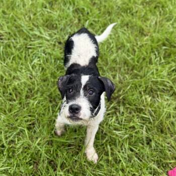Secretariat -  Schnauzer and Wirehaired Terrier Dog for Adoption in Carencro, Louisiana - Secretariat | PetCurious