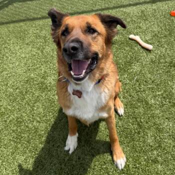 Tater Tot -  Shepherd and Mixed Breed Dog for Adoption in Cody, Wyoming - Tater Tot | PetCurious