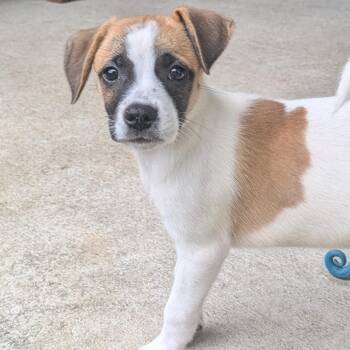 Mia -  Jack Russell Terrier and Hound Dog for Adoption in Pensacola, Florida - Mia | PetCurious