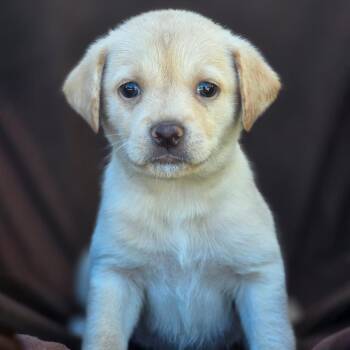Rescue Chihuahua and Terrier Dogs for Adoption in San Diego, California - Royal Pup - William | PetCurious