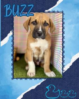 Pit Bull Terrier Dogs Available for Adoption in Hopkinsville, Kentucky - Buzz | PetCurious