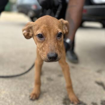 Hound Dogs Available for Adoption - Tarte Shape Tape | PetCurious