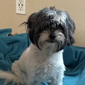 Lucy Ringer -  Shih Tzu Dog for Adoption in Las Vegas, Nevada - Lucy Ringer | PetCurious