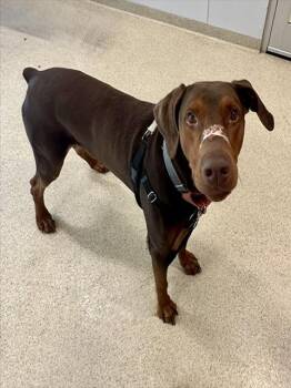 ANUBIS -  Doberman Pinscher Dog for Adoption in Dedham, Massachusetts - ANUBIS | PetCurious