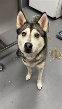 RIVER ROCK -  Siberian Husky Dog for Adoption in Peoria, Illinois - RIVER ROCK | PetCurious