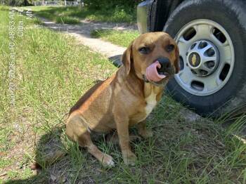 Rescue Black Mouth Cur and Mixed Breed Dogs for Adoption in Ocala, Florida - POPSICLE | PetCurious
