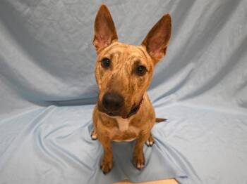 Alvin -  Bull Terrier Dog for Adoption in Portland, Oregon - Alvin | PetCurious