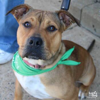 Rescue Shepherd Dogs for Adoption in Washington, District Of Columbia - Muriel | PetCurious