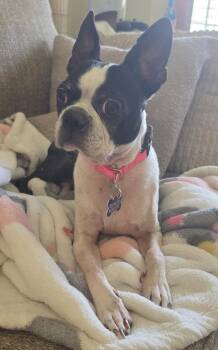 Boston Terrier Dogs Available for Adoption in Hillside, Illinois - Domino CA | PetCurious