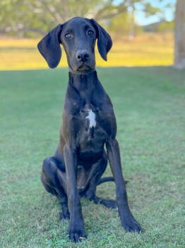 Rescue Great Dane Dogs for Adoption in Helotes, Texas - Skylar | PetCurious