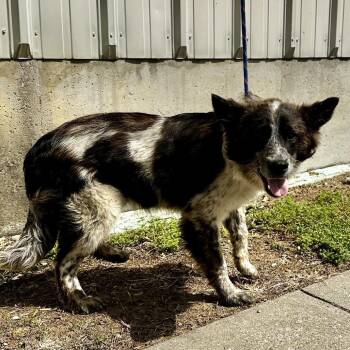 Australian Shepherd and Australian Cattle Dog Blue Heeler Dogs Available for Adoption in Warrensburg, Missouri - Bon | PetCurious