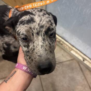 Thanksgiving -  Mixed Breed Dog for Adoption in Chattanooga, Tennessee - Thanksgiving | PetCurious