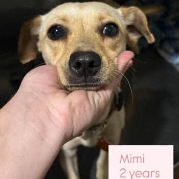 Chihuahua Dogs Available for Adoption in Tampa, Florida - Mimi | PetCurious