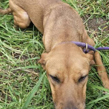 Petunia -  German Shepherd Dog Dog for Adoption in Magnolia, Texas - Petunia | PetCurious