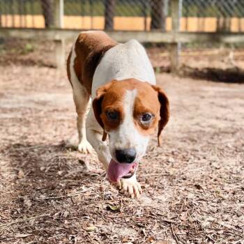 Bubba -  Mixed Breed Dog for Adoption in Milton, Florida - Bubba | PetCurious