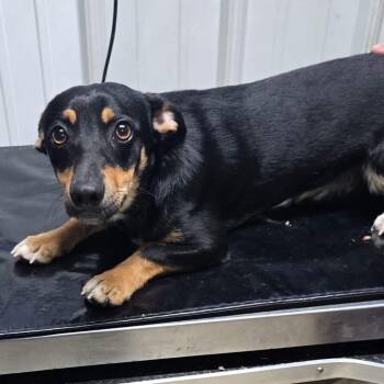 Beans -  Dachshund and Mixed Breed Dog for Adoption in Springboro, Ohio - Beans | PetCurious