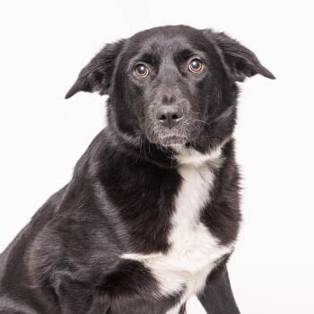 Mixed Breed Dogs Available for Adoption - Eclipse | PetCurious