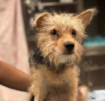 Rescue Yorkshire Terrier and Mixed Breed Dogs for Adoption in New York, New York - Rover | PetCurious