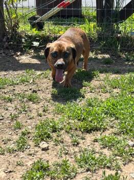Dachshund and Pug Dogs Available for Adoption in Pine Grove, Pennsylvania - Loki | PetCurious