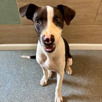 Toby -  Mixed Breed Dog for Adoption in Metamora, Michigan - Toby | PetCurious