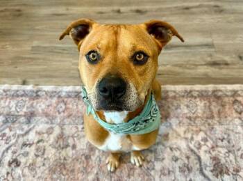 Simba Snicker Smooches -  Pit Bull Terrier and American Staffordshire Terrier Dog for Adoption in Friendswood, Texas - Simba Snicker Smooches | PetCurious