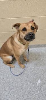 Rescue Mixed Breed Dogs for Adoption in Reidsville, North Carolina - Tank | PetCurious