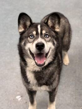 Siberian Husky Dogs Available for Adoption in Richmond, Virginia - Perfecto | PetCurious