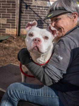 Rescue Mixed Breed Dogs for Adoption in Chamblee, Georgia - Cheerleader | PetCurious