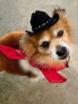 Cowboy -  Pomeranian Dog for Adoption in Houston, Texas - Cowboy | PetCurious