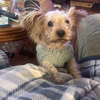 Tempie -  Yorkshire Terrier Dog for Adoption in Minneapolis, Minnesota - Tempie | PetCurious