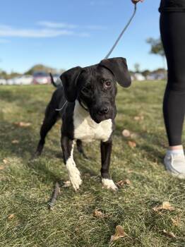 Rescue Labrador Retriever Dogs for Adoption in Zimmerman, Minnesota - Marie | PetCurious