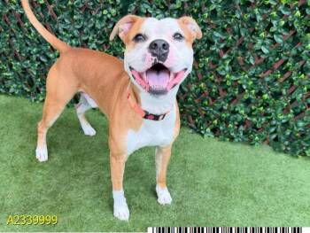 JAX -  Mixed Breed Dog for Adoption in West Palm Beach, Florida - JAX | PetCurious