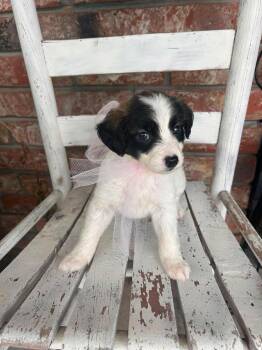 Piccolo -  Border Collie Dog for Adoption in New Baltimore, Michigan - Piccolo | PetCurious
