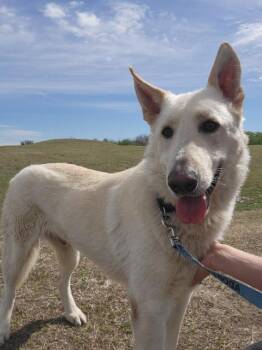 Seed -  Shepherd Dog Available for Adoption in New Braunfels, Texas - Seed | PetCurious