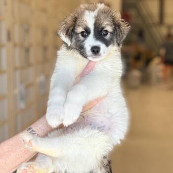 Collie Dogs Available for Adoption in Chicago, Illinois - Logan | PetCurious