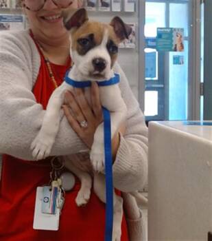 Terrier and Pit Bull Terrier Dogs Available for Adoption in Oklahoma City, Oklahoma - LIBERTY | PetCurious