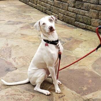 Rescue Catahoula Leopard Dog and Retriever Dogs for Adoption in Gillsville, Georgia - Westley (Saint) | PetCurious