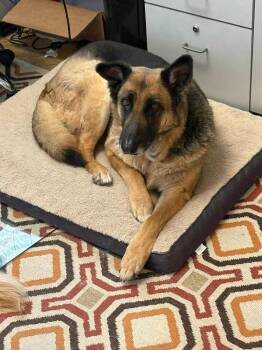 German Shepherd Dog Dogs Available for Adoption in Fredonia, Wisconsin - Adora II | PetCurious