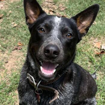 Rescue Cattle Dog and Mixed Breed Dogs for Adoption in Houston, Texas - Travis Aka Taz | PetCurious