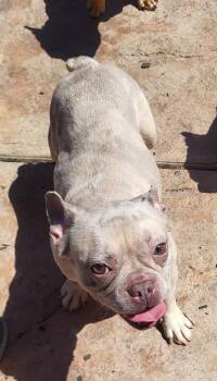 French Bulldog Dogs Available for Adoption - Indie | PetCurious