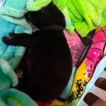 Orbit (Black Collar) -  German Shepherd Dog Dog for Adoption in Tulsa, Oklahoma - Orbit (Black Collar) | PetCurious