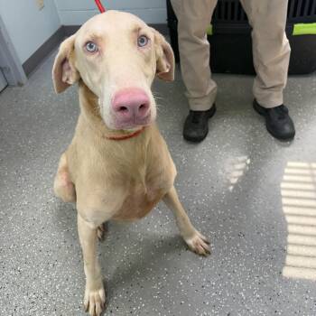 Jackson -  Doberman Pinscher Dog for Adoption in Bardstown, Kentucky - Jackson | PetCurious