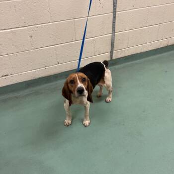 Rollie -  Mixed Breed Dog for Adoption in Memphis, Tennessee - Rollie | PetCurious