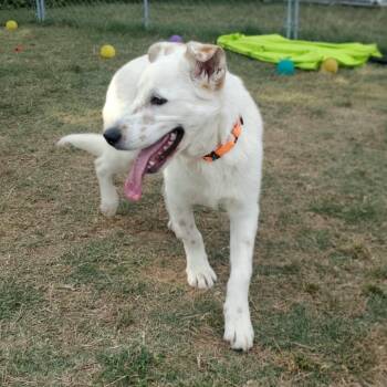 Mixed Breed Dogs Available for Adoption in Fredericksburg, Virginia - Coconut | PetCurious