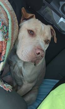 Rescue Pit Bull Terrier and Mixed Breed Dogs for Adoption in Saint Clairsville, Ohio - Jovi | PetCurious