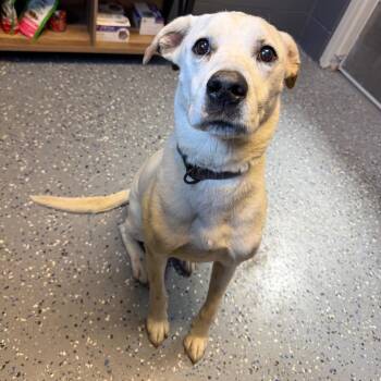 Labrador Retriever and Hound Dogs Available for Adoption in Tuscaloosa, Alabama - TUSC-Stray-84338 | PetCurious